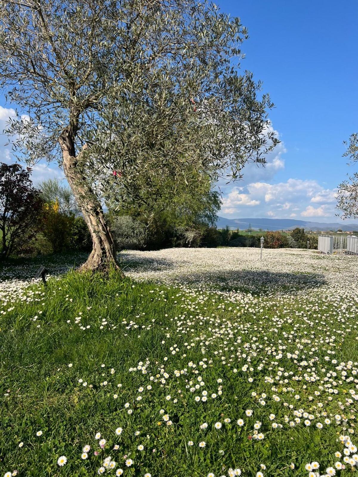 Villa Bellora Cortona Exteriér fotografie